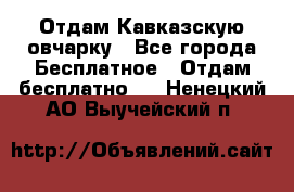 Отдам Кавказскую овчарку - Все города Бесплатное » Отдам бесплатно   . Ненецкий АО,Выучейский п.